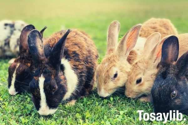 brown and black rabbit on green grass on daytime