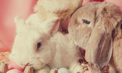 bunny-and-eggs-with-pink-background-easter-instagram-captions