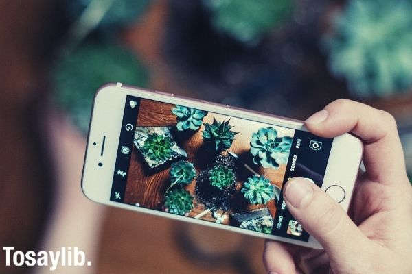 Person holding iphone capturing image of the plant