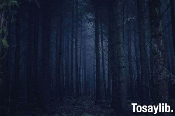 dark forest photo tall trees