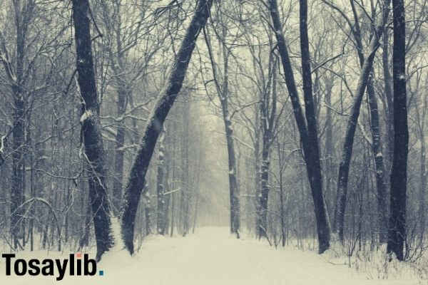 gray scale photo of trees on snow