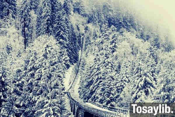 aerial photography of train rail between winter trees
