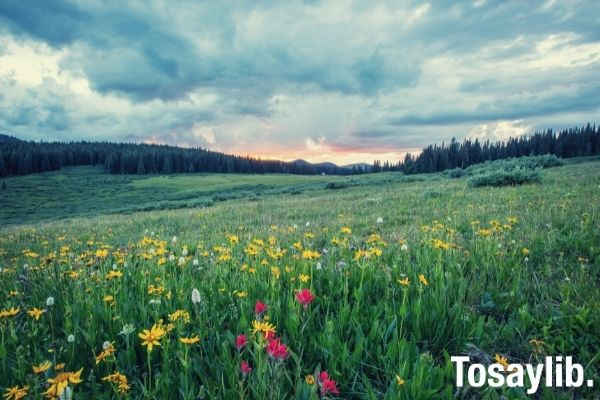 Photo of greenfields with yellow and red flowers at daytime