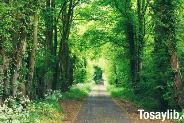 gray concrete road in between tall green trees