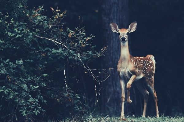 brown-deer-beside-plant-words-to-describe-forest