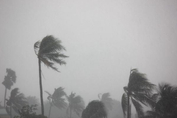 12 rain storm impact coconut treestrong wind