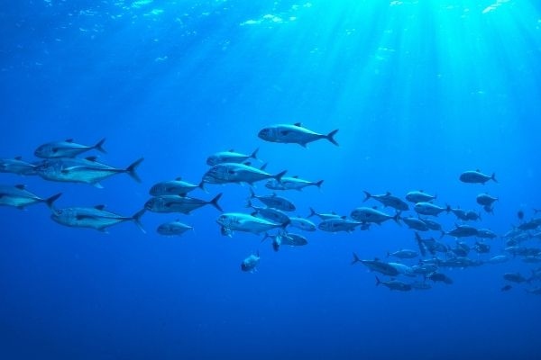 school jackfish ray light ocean losin