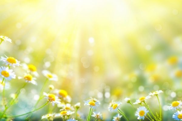 chamomile flowers field wide background sun
