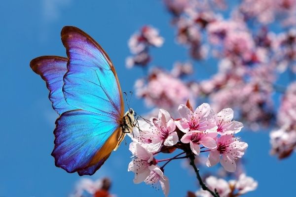 blossoming sakura branch bright blue morpho