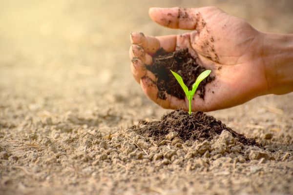 men hands planting seedlings into soil
