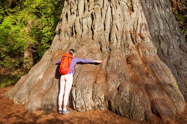 woman embraces big tree redwood california