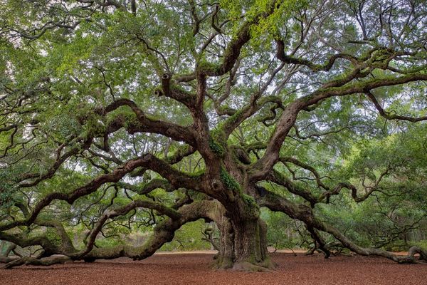 37 Of The Best Ways To Describe Trees Vividly To Capture Your Readers 