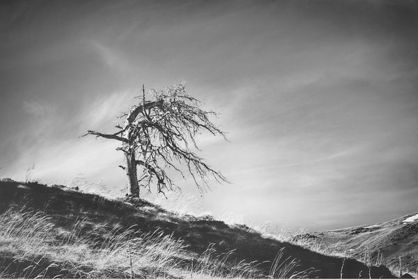 dry dead tree on slope concept black and white photo