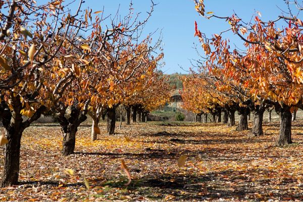 lined fruit trees orchard dead leaves
