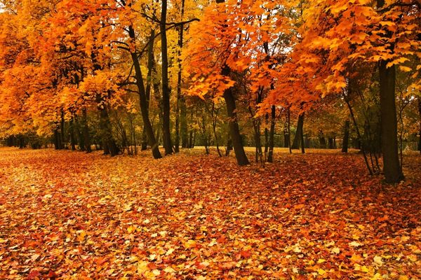 autumn trees park