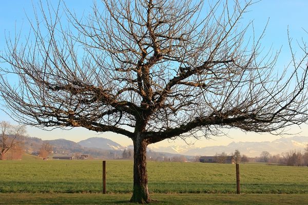 solitary dormant tree accents farmland scenery