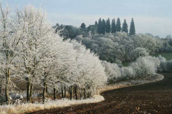 hoarfrost berkshire uk white trees
