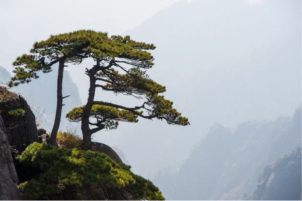 how-to-describe-trees-mountain-range-tree-on-cliff