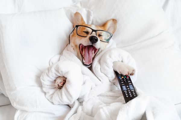 смешной корги собака в очках лежит в постели