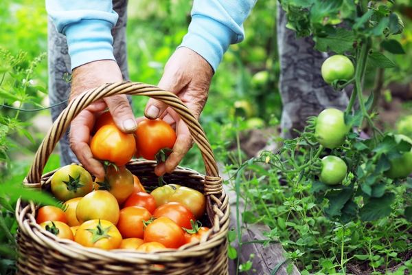 happy organic farmer harvesting tomatoes greenhouse