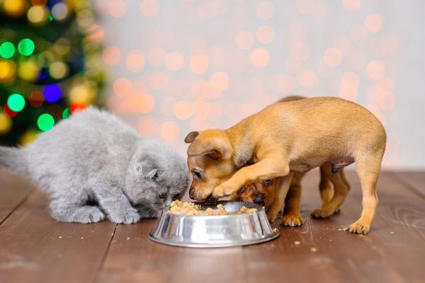 dog kitten eat food from bowl christmas tree