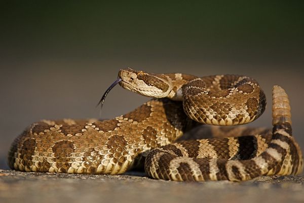 rattlesnake color brown checkered tongue out