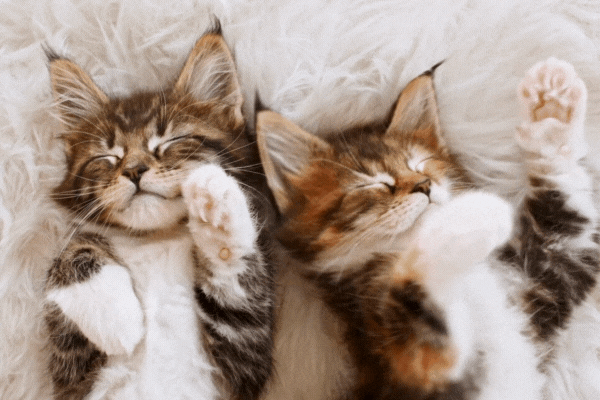 striped kittens wakes stretches sleeping